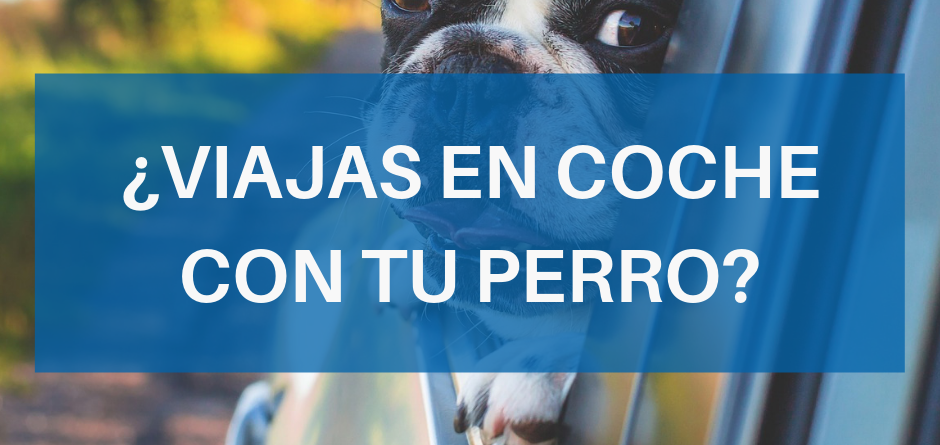 perro en el coche